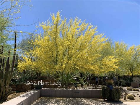 Avoiding Storm Damage - Desert Museum Palo Verde Trees - Desert ...