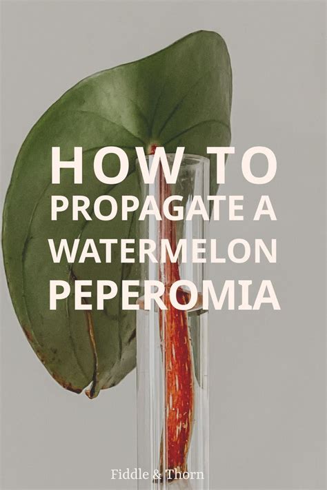 How To Propagate A Watermelon Peperomia Plant Through Leaf Cuttings