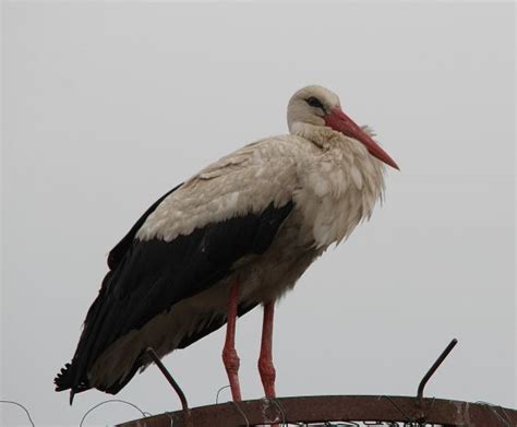 Fotos gratis pájaro animal fauna silvestre claro pico cigüeña