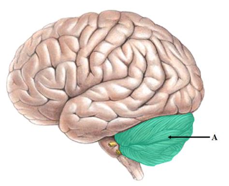 Increased Intracranial Pressure Flashcards Quizlet