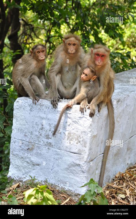 Bonnet macaque baby hi-res stock photography and images - Alamy