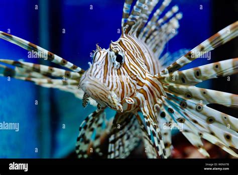 Close Up Of Lionfish Pterois Volitans A Beautiful But Venomous Coral