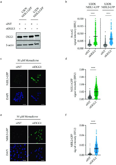 Neil And Neil Nuclear Retention Increases Upon Dna Damage Induction