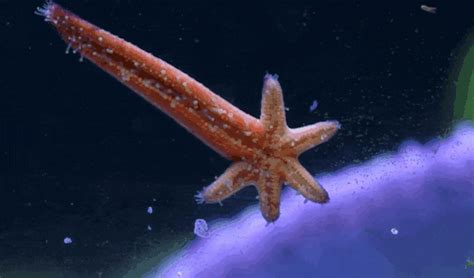 P Starfish GIFs - Find & Share on GIPHY