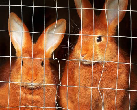 New Zealand Rabbit Breed An Ultimate Guide The Rabbit Hop