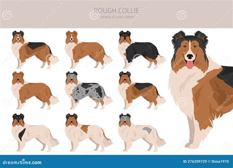 Rough Collie Clipart. Different Poses, Coat Colors Set Stock Vector ...