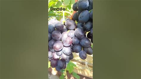 Виноград Рэмбо. Минск. # сад #дача - YouTube