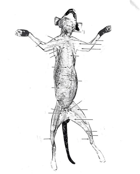 Cat Ventral Muscles Diagram Quizlet