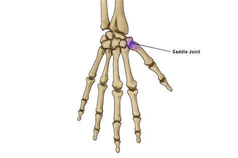 Saddle Joint - Mammoth Memory definition - remember meaning