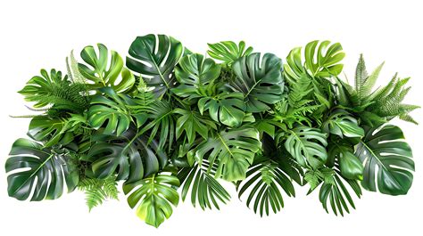 tropical leaves foliage plants flowers jungle bushes 42884796 Stock ...