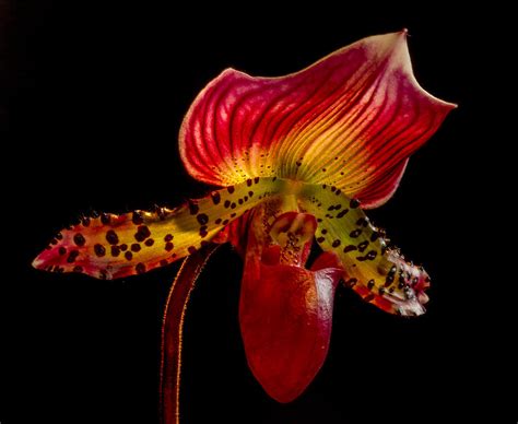 Dragon Flower Photograph By Jean Noren Fine Art America