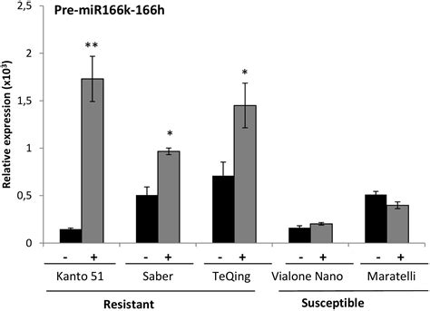 Frontiers | The Polycistronic miR166k-166h Positively Regulates Rice ...
