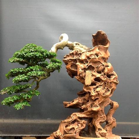 Ficus Bonsai Cascade Style