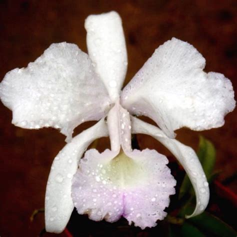 Cattlianthe Marcene Burns