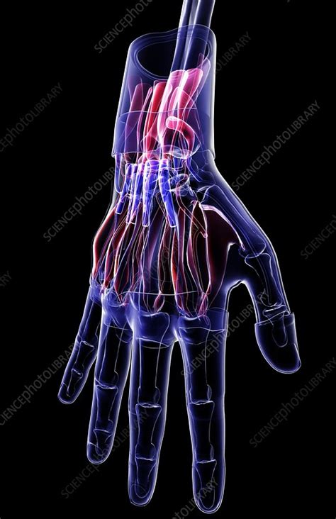 Hand Bones X-ray - Stock Image - C007/8767 - Science Photo Library