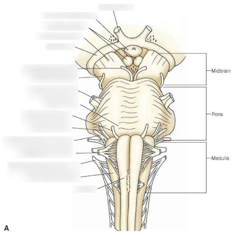 Diagram Of Brainstem Anatomy Ventral Quizlet