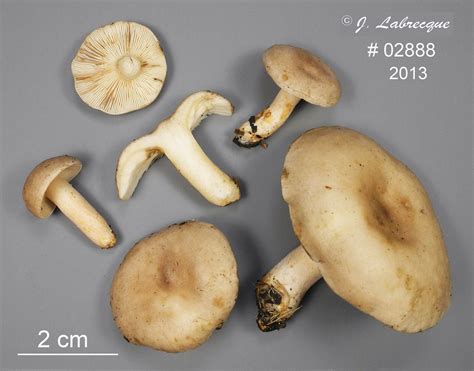 Lactarius Vietus Jml R Colt Par J Labrecque Date Flickr