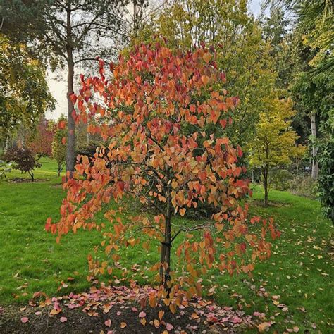 Cercis Canadensis Merlot Eastern Redbud