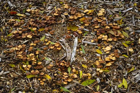 Wavy Cap Psilocybe Cyanescens Fairy Ring Lukas Large Flickr