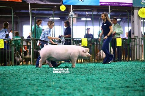 Njss Landrace Barrow Show National Swine Registry