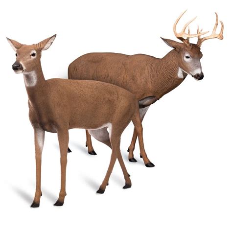 Deer Pair Dave Smith Decoys