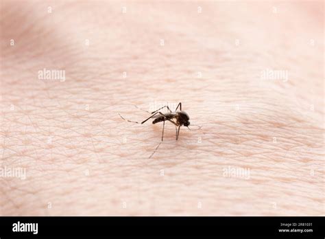 Mosquito Try Bite Human Skin Macro Close Up View Stock Photo Alamy