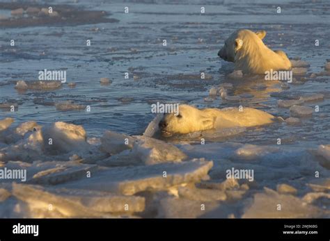 Polar Bears Ursus Maritimus Curious Cubs In Newly Forming Pack Ice