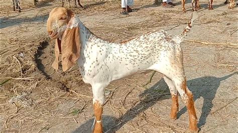 Hasilpur Bakra Mandi Update Makhi Cheeni Bakra Mandi Pakistan Ajmal TV