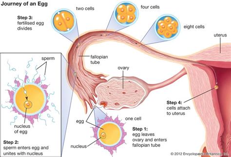 Fertilization Steps Process And Facts Britannica