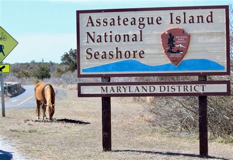 Finding Hedwig Wildlife Of Assateague Island Taste Of Travel 2