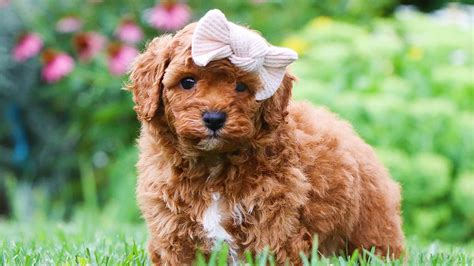 How Much Does A Cavapoo Cost