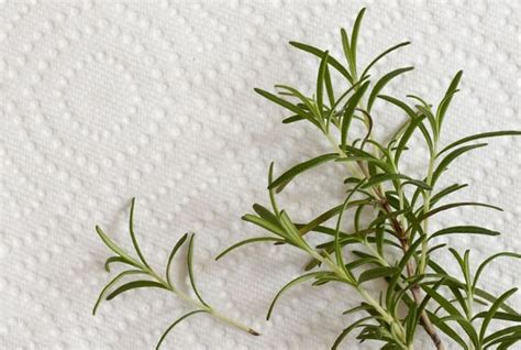 25 Things You Didnt Know Your Microwave Could Do Drying Fresh Herbs