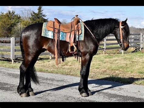 Friesian Quarter Horse Cross Gelding (Trick, Trail, English, Western, Show) - YouTube