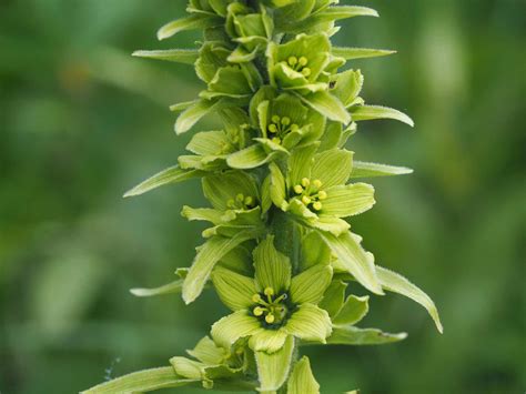 How To Grow And Care For False Hellebore