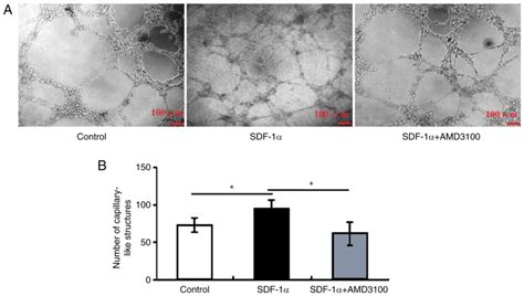 SDF1α CXCR4 signaling promotes capillary tube formation of human