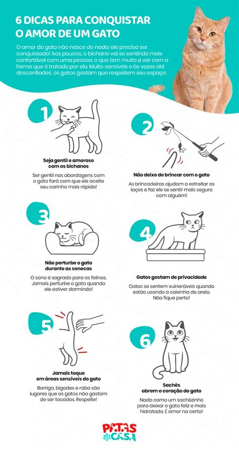 Veja Em Infogr Fico Dicas Infal Veis De Como Fazer Um Gato Gostar De