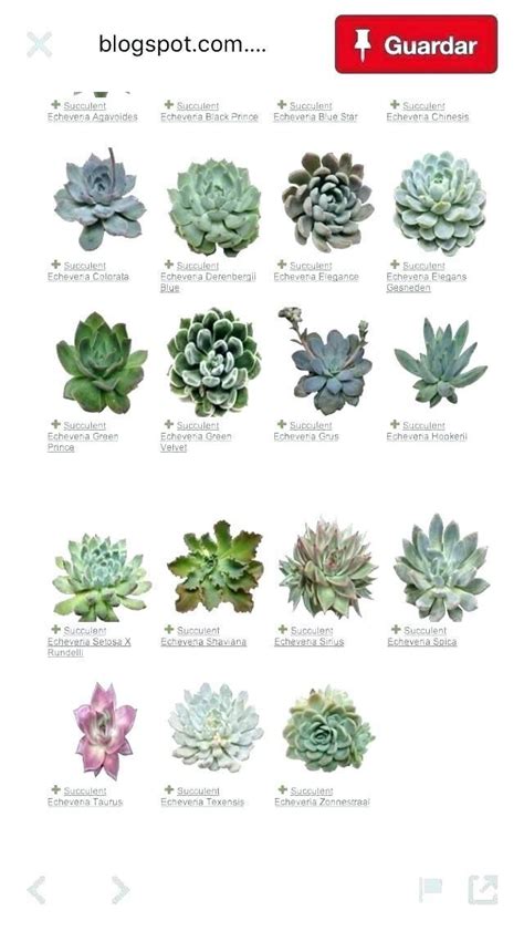 Succulent Plants Names List