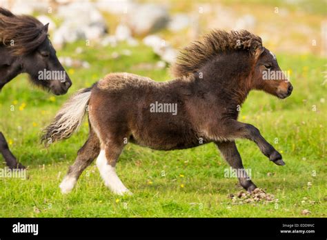 Miniature Shetland Pony Mares Foals Galloping Meadow Shetlands Unst