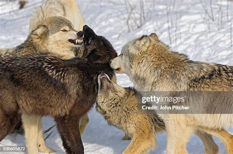 192 Wolf Pack Snow Stock Photos, High-Res Pictures, and Images - Getty ...