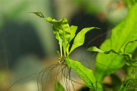 Java Fern Care Guide, Profile, Growing and Propagation