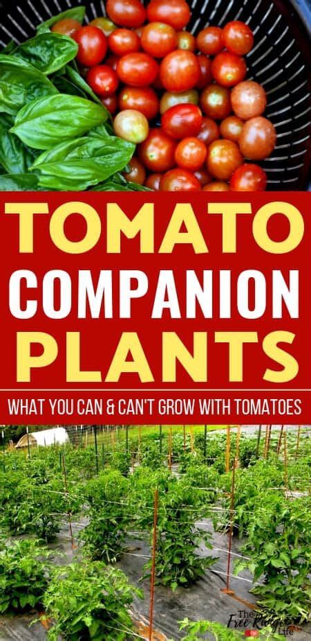 The Best Tomato Companion Plants For Your Vegetable Garden Tomato