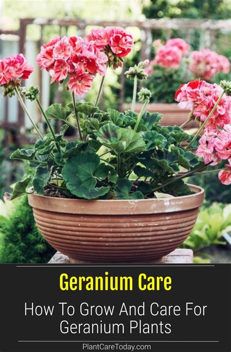 Geranium Care How To Grow And Care For Geranium Plants Geranium Plant Geranium Care Geraniums