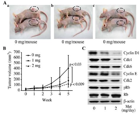 Figure From The Anti Diabetic Drug Metformin Inhibits Pancreatic