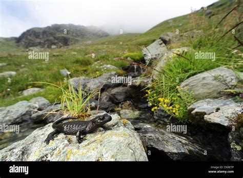Альпийская саламандра - 63 фото