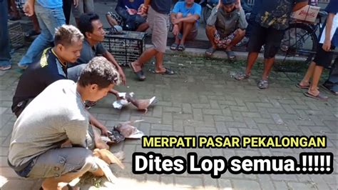 Rekomendasi Bahan Player Merpati Pasar Dites Lop Semua Bro Youtube