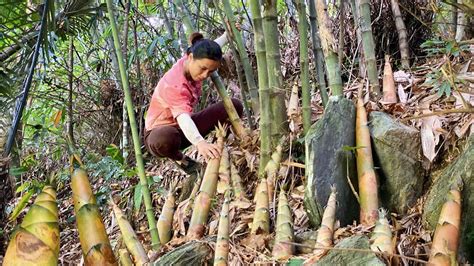 Harvest Bamboo Shoots Grow Vegetables And Bring Firewood To The