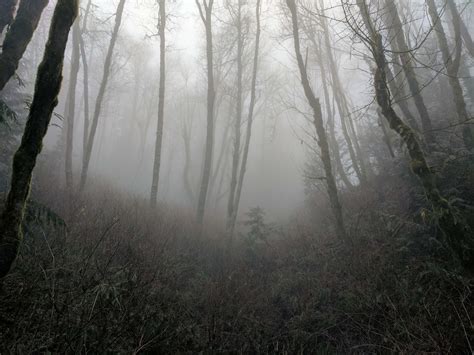 Hiking Bullitt Gorge Trail In Squak Mountain State Park Pacific North