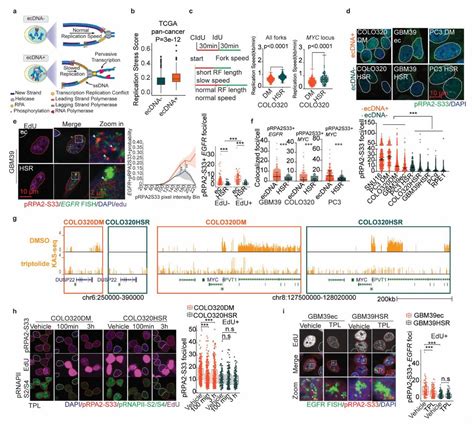 Human Prostate Cancer Cell Line Pc3 Dm | Corning Life Sciences | Bioz