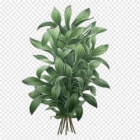 Green Long Plant Plant Vine Plant Green Leaves Png Pngwing