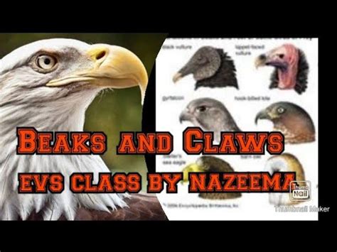 CBSE Class 4 Science BEAKS AND CLAWS OF BIRDS Part 1 YouTube